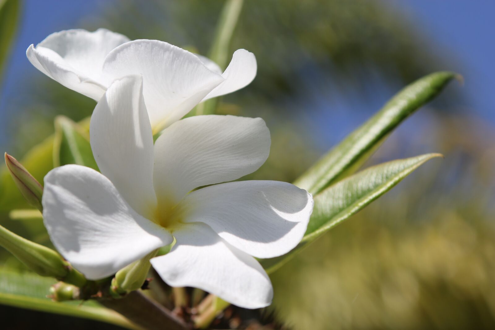 Canon EOS 60D sample photo. Flower, macro, white photography