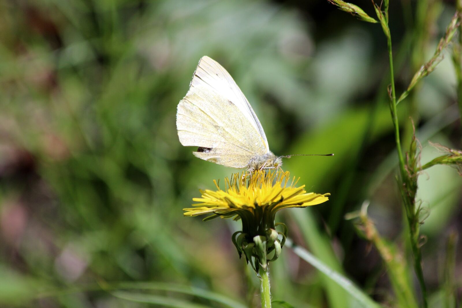 Canon EOS 650D (EOS Rebel T4i / EOS Kiss X6i) sample photo. Butterfly, insect, white butterfly photography