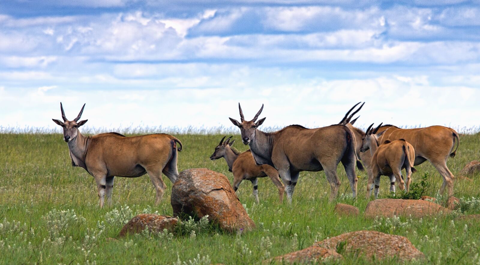 Canon EOS 550D (EOS Rebel T2i / EOS Kiss X4) sample photo. Antelope, grass, sky, animal photography