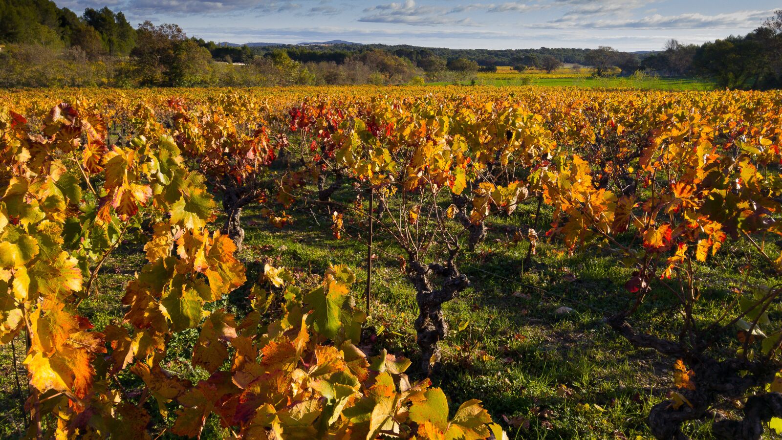 LG G4 sample photo. Herald, vine, vineyard photography