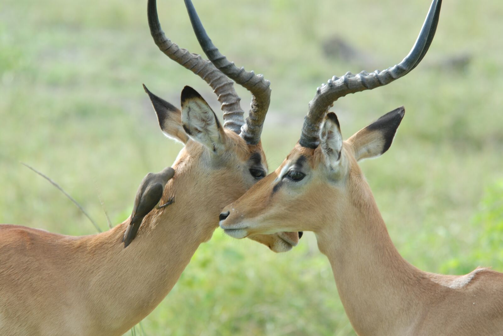 Nikon D200 sample photo. Antelopes, bird, boyfriend photography