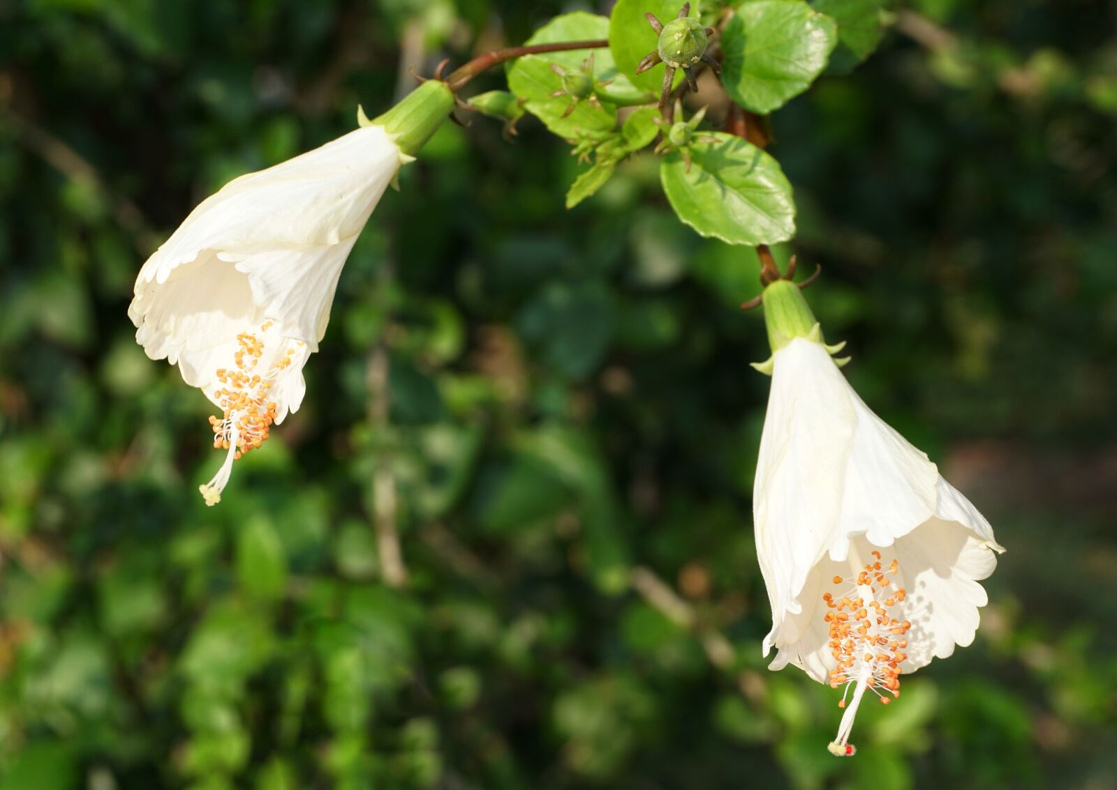 Sony a6300 sample photo. Hibiscus, white, orange photography