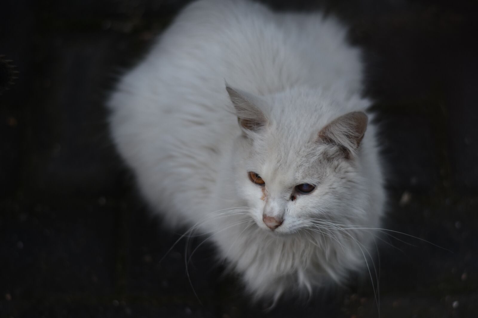 Nikon D7200 sample photo. Cat, animal, white cat photography