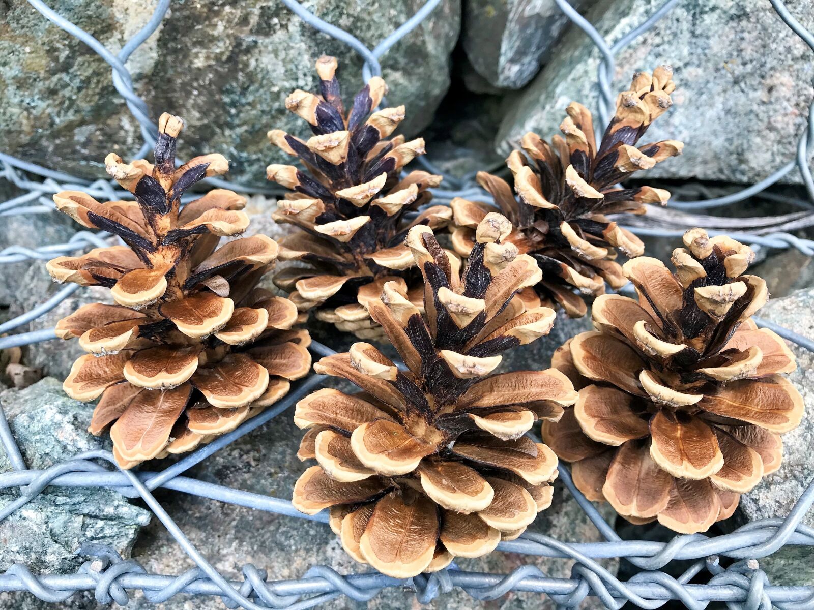 Apple iPhone 7 sample photo. Cones, nature, pine photography