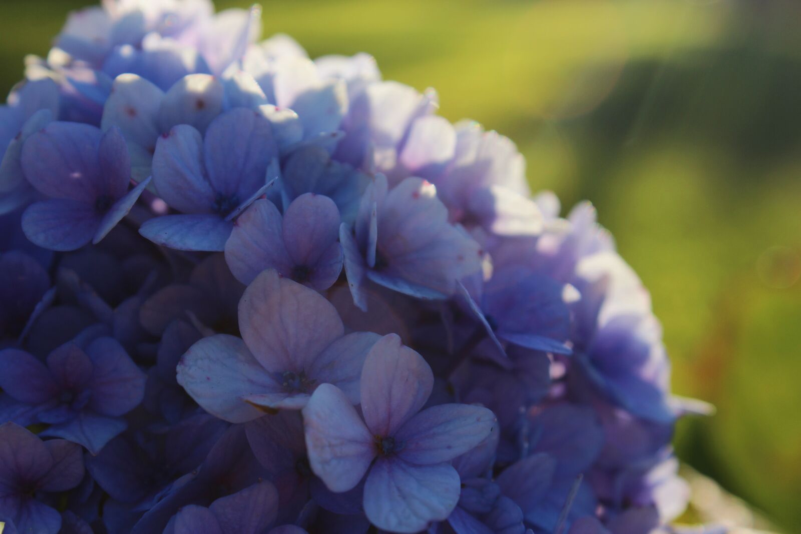 Canon EOS 1200D (EOS Rebel T5 / EOS Kiss X70 / EOS Hi) sample photo. Flower, hydrangea, lilac, nature photography