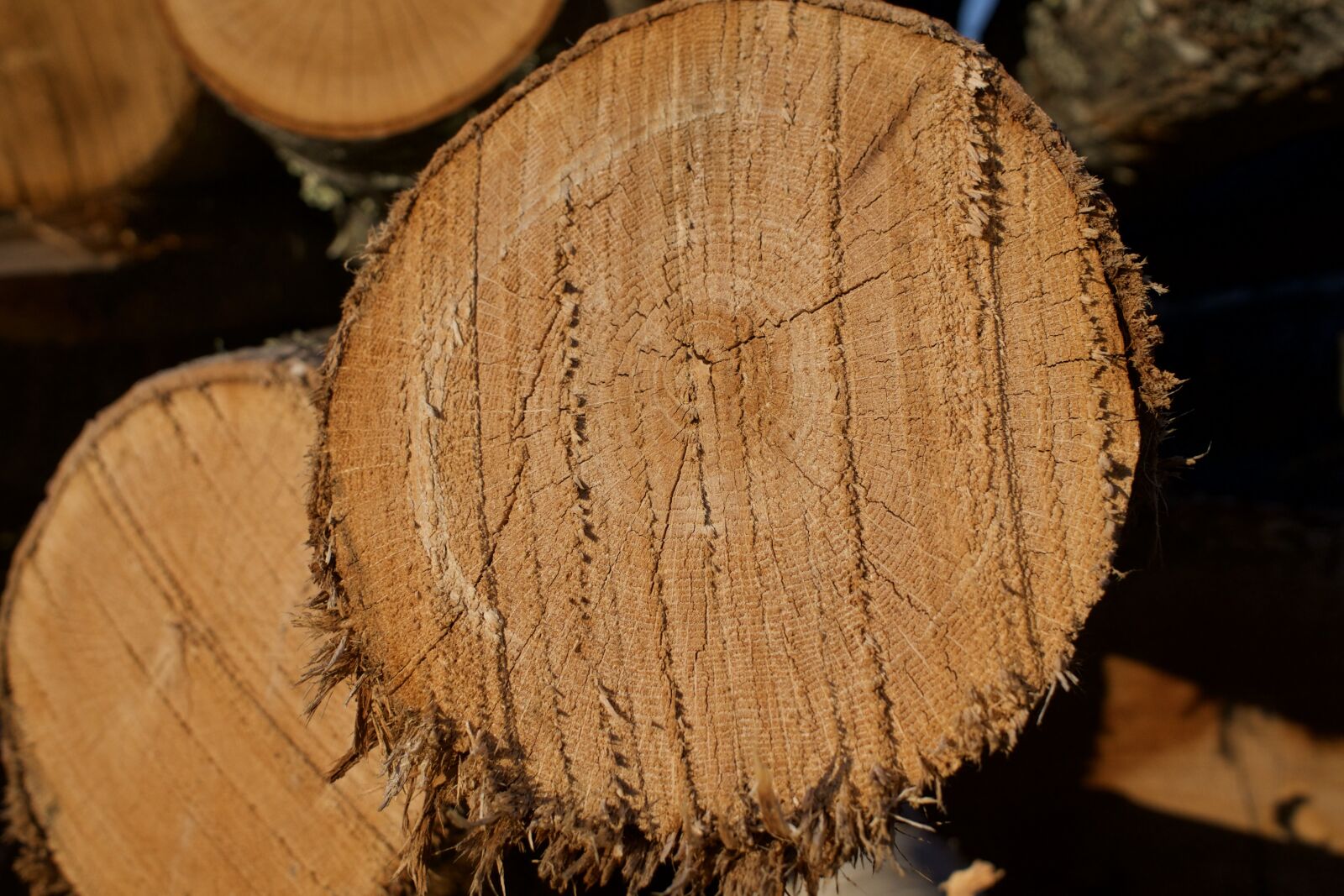 Sony a6300 + Sigma 30mm F2.8 EX DN sample photo. Wood, lumber, logs photography