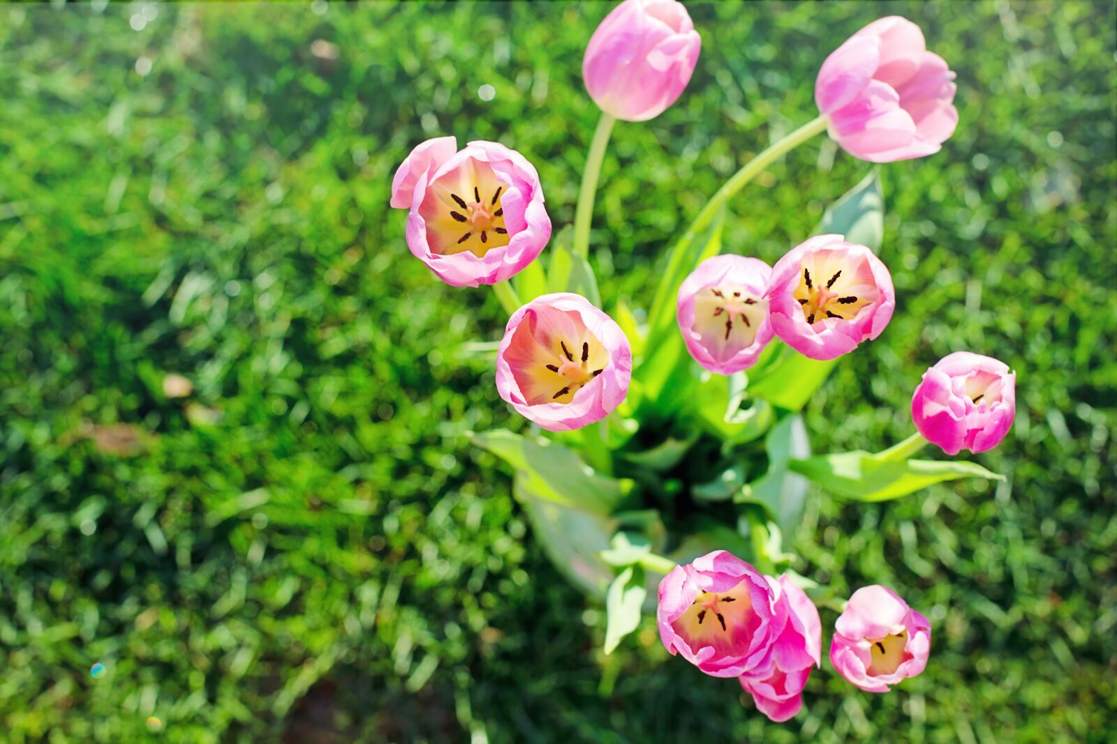 Canon EF 50mm F1.4 USM sample photo. Tulips, pink, spring photography
