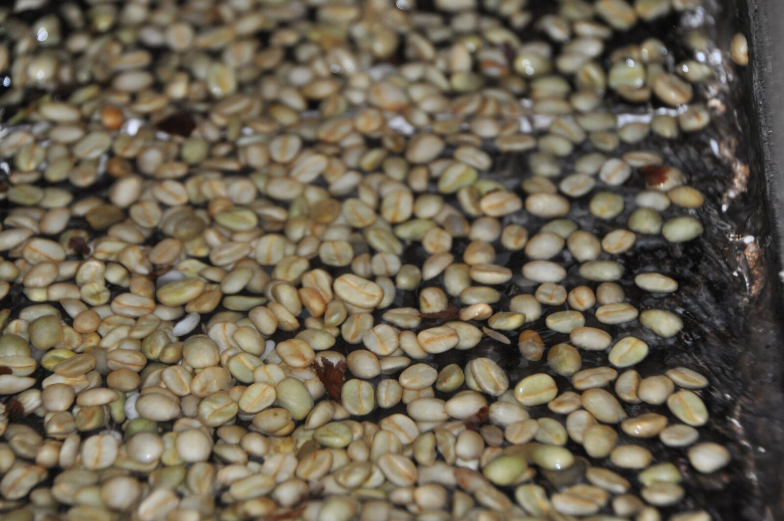 Nikon D90 sample photo. Washed coffee, wet processed photography