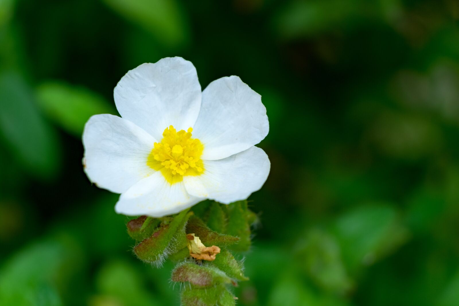 Fujifilm X-T10 sample photo. Flower, nature, summer photography
