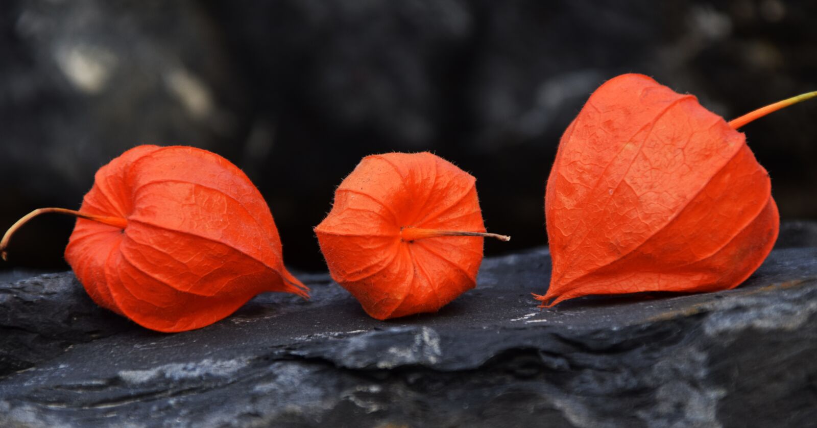 Nikon D3300 sample photo. Lampionblume, physalis alkekengi, lantern photography