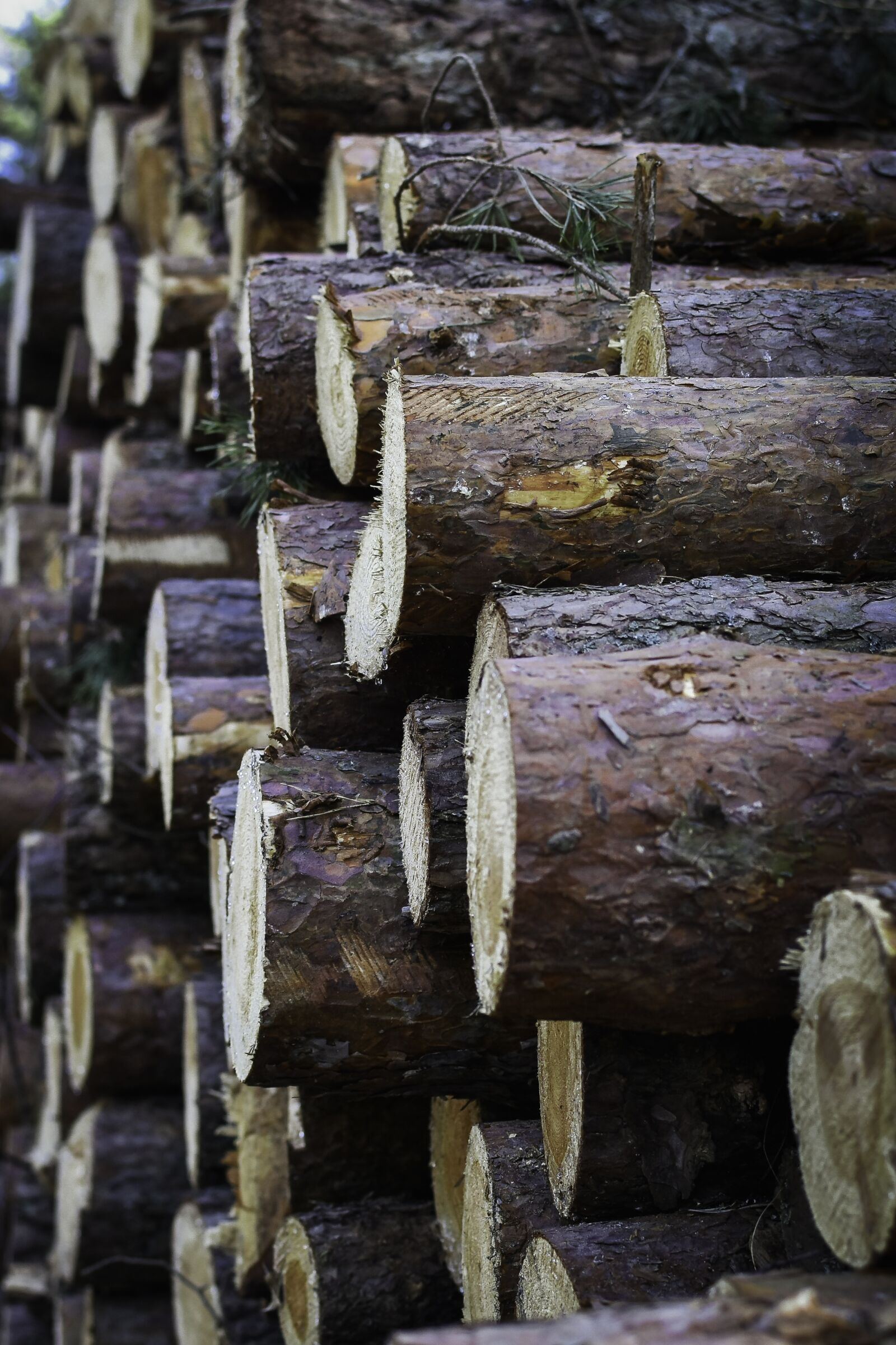 Nikon D7200 sample photo. Logs, close up, wood photography
