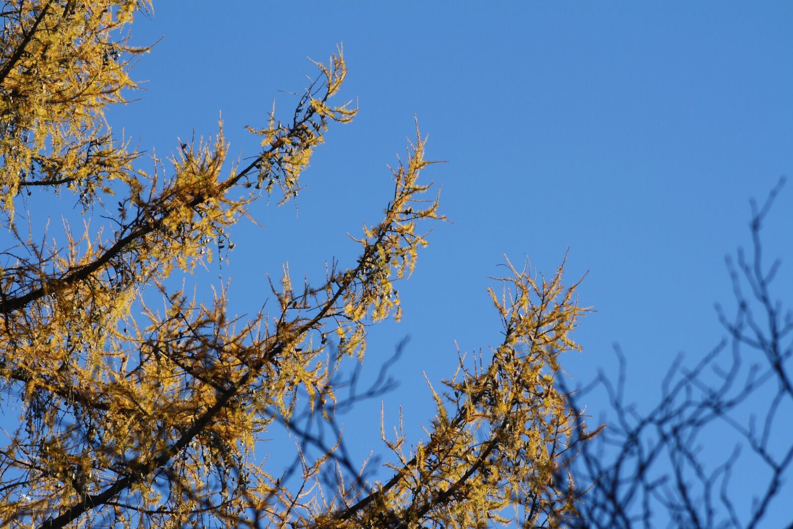 Canon EOS 1000D (EOS Digital Rebel XS / EOS Kiss F) sample photo. Larch, tree, yellow photography