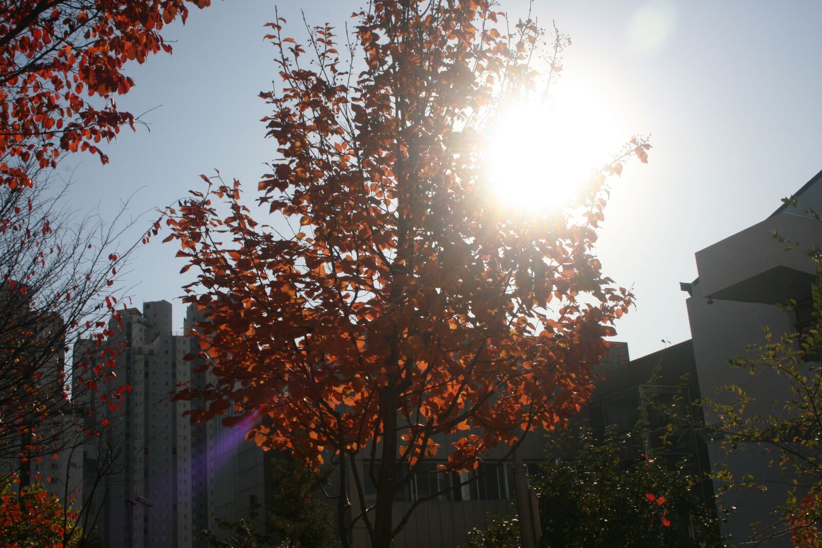 Canon EOS 400D (EOS Digital Rebel XTi / EOS Kiss Digital X) sample photo. Winter, sunshine, cold photography