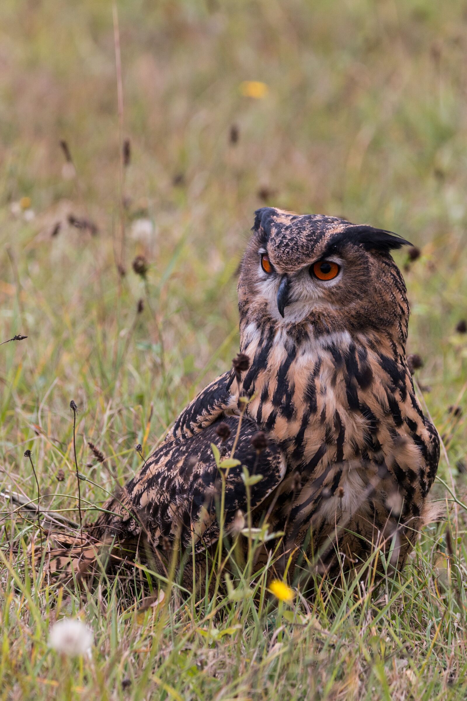 150-600mm F5-6.3 DG OS HSM | Contemporary 015 sample photo. Eagle owl, bubo bubo photography