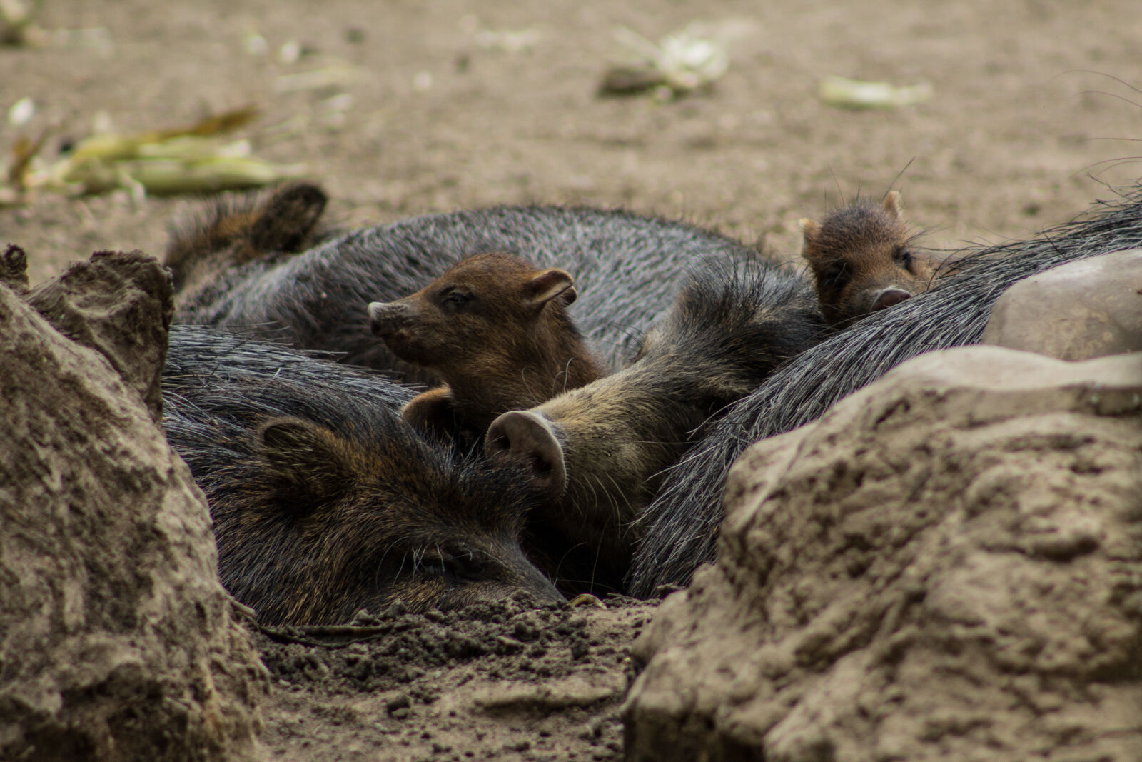 Canon EF 75-300mm f/4-5.6 sample photo. Pecari, pig, pork photography