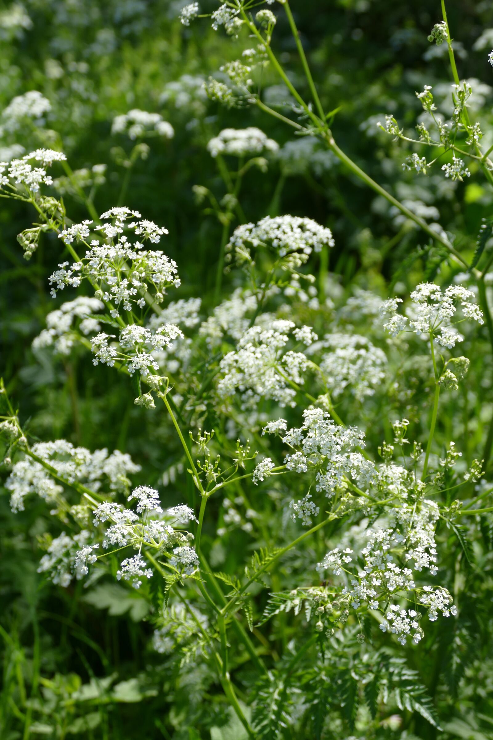 Panasonic Lumix DMC-FZ1000 sample photo. Flutes herb, white, fencing photography