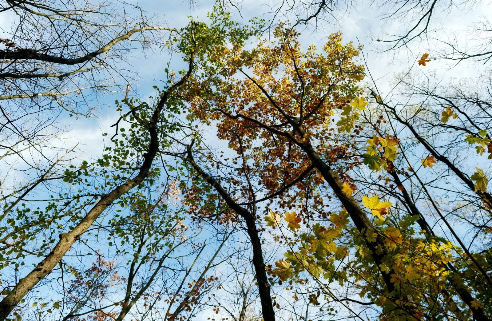 Nikon D3100 sample photo. Trees, branches, nature photography