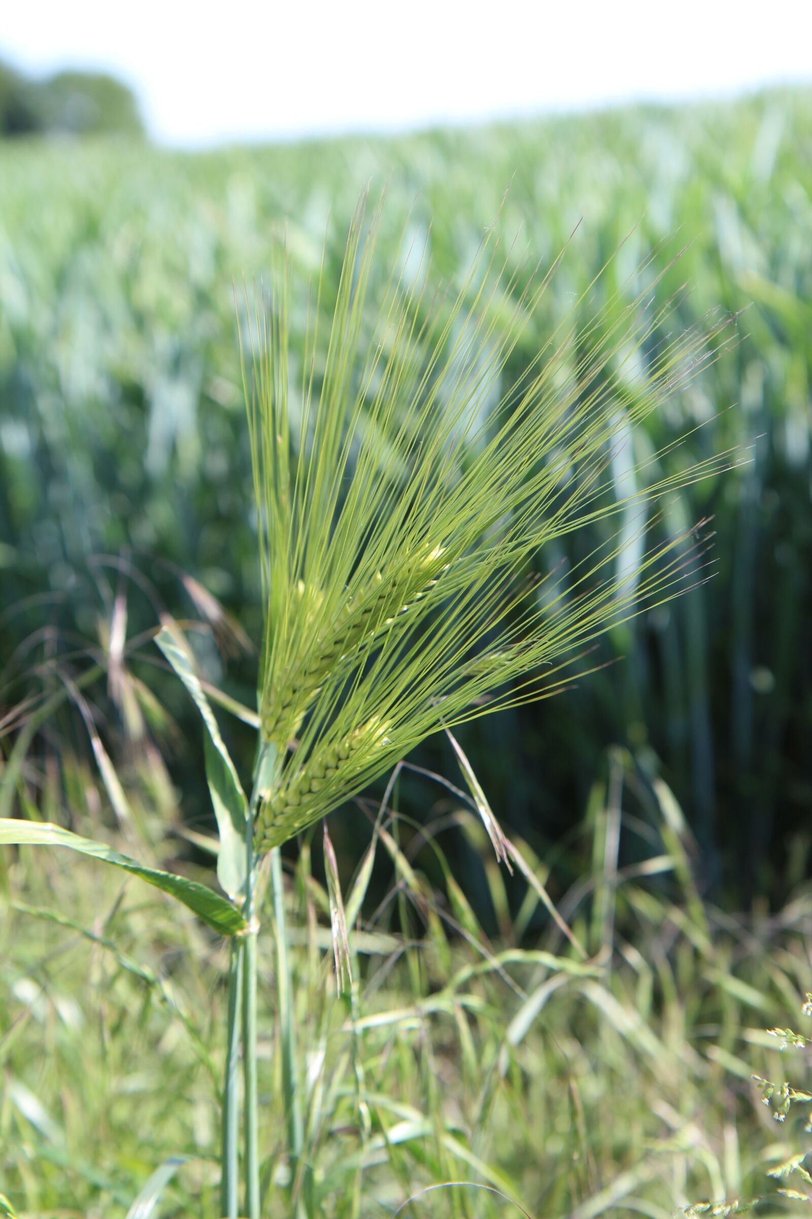 Canon EOS 600D (Rebel EOS T3i / EOS Kiss X5) sample photo. Wheat, ears of wheat photography