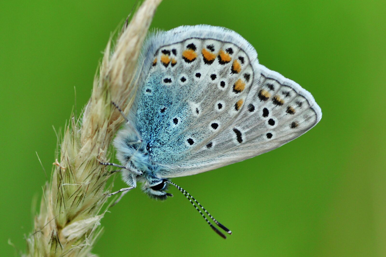 Tamron SP 90mm F2.8 Di VC USD 1:1 Macro sample photo. Common blue, butterfly, butterflies photography