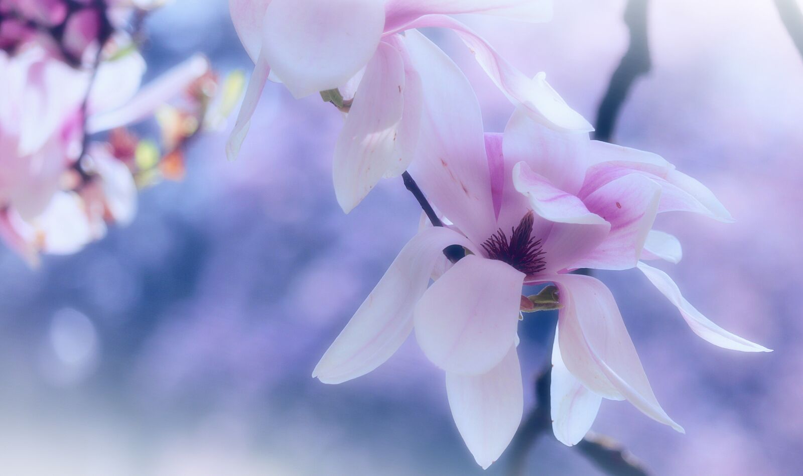 Canon EF-S 55-250mm F4-5.6 IS STM sample photo. Tree, magnolia, spring photography