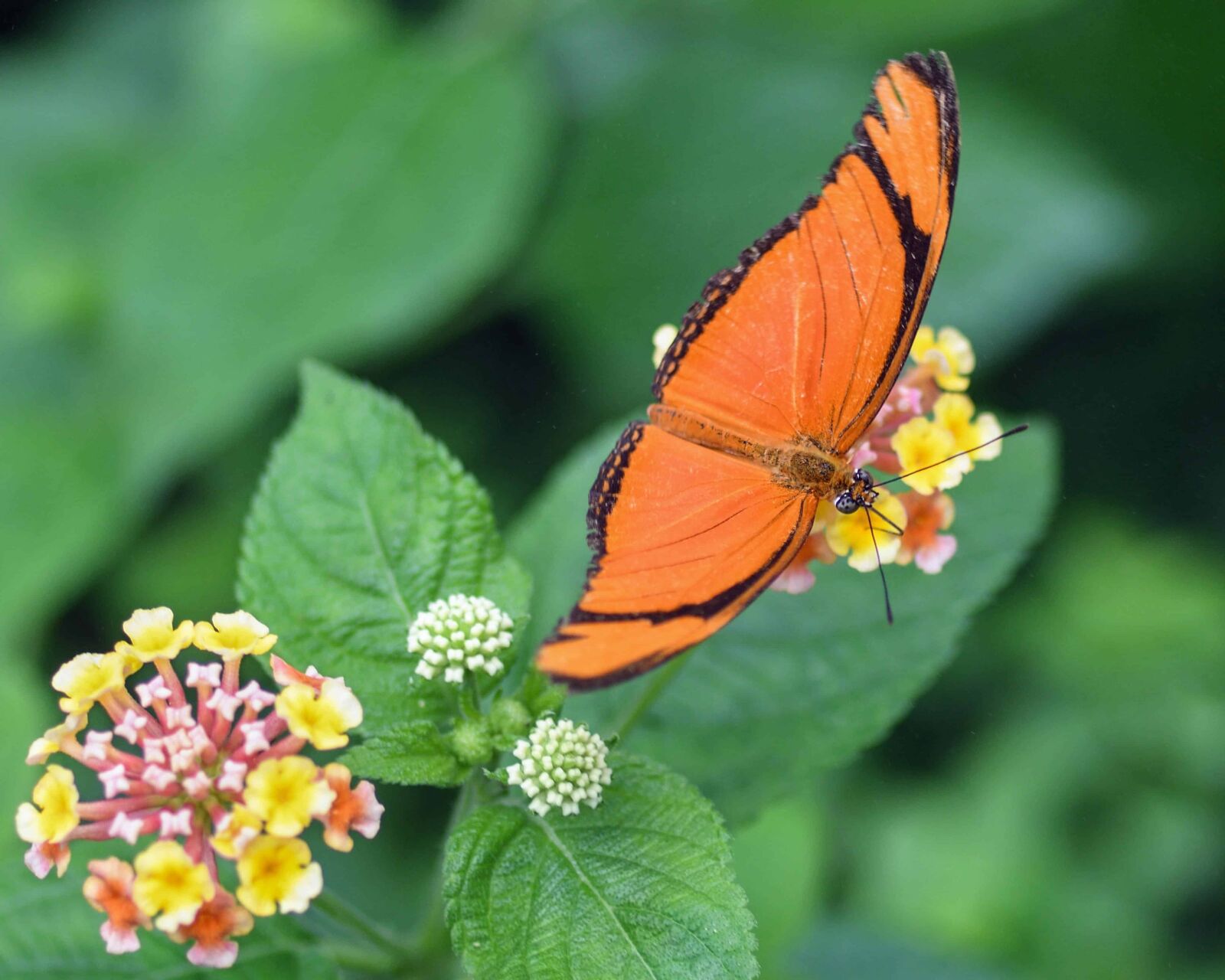 Nikon D500 sample photo. Butterfly, nature, flower, summer photography