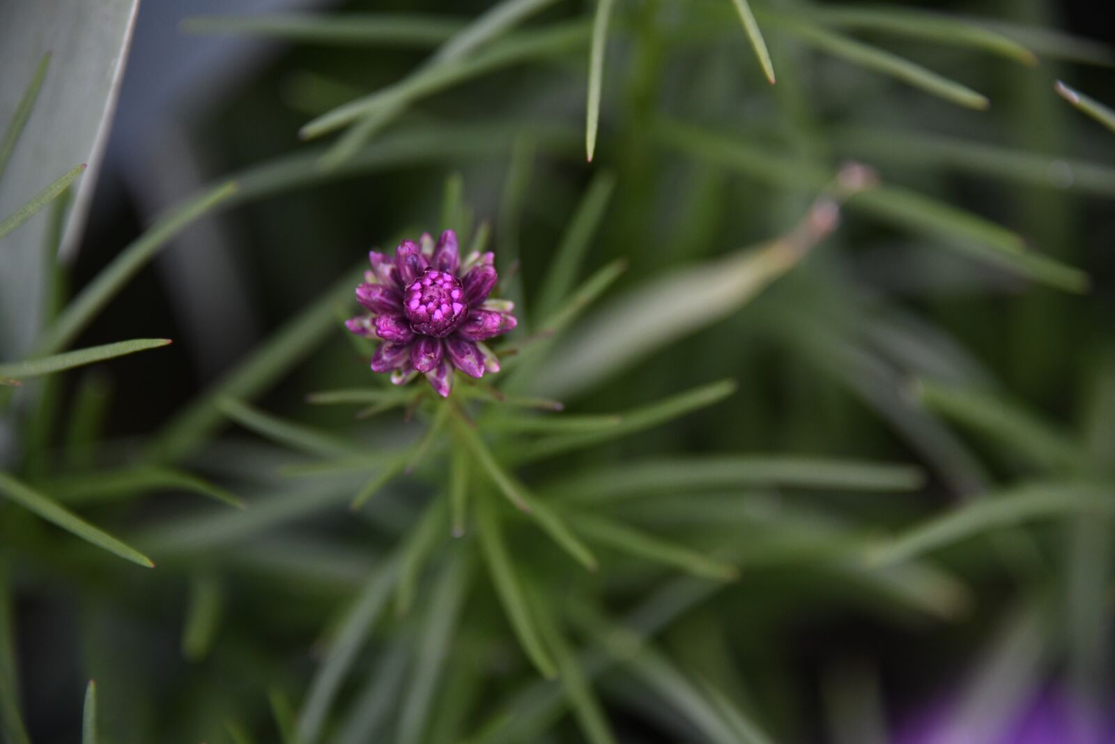 Nikon D850 sample photo. Flower, purple, bloom photography