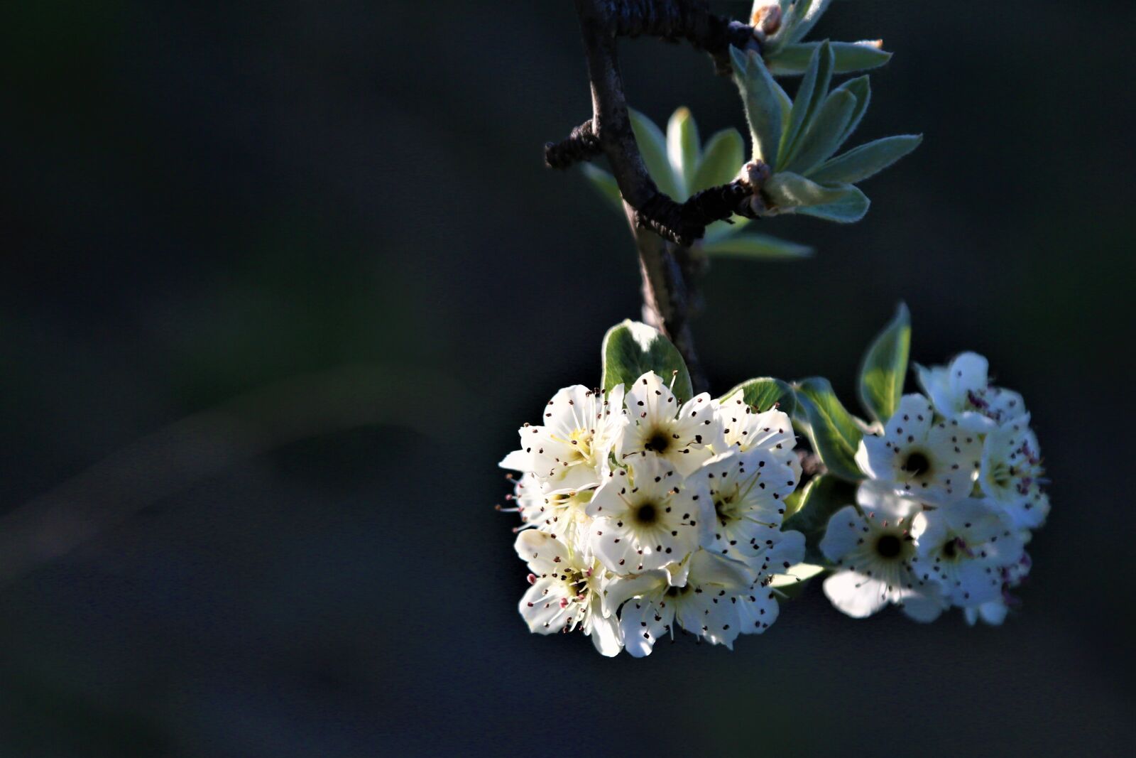 Canon EOS 5D Mark III sample photo. Flower, nature, spring photography