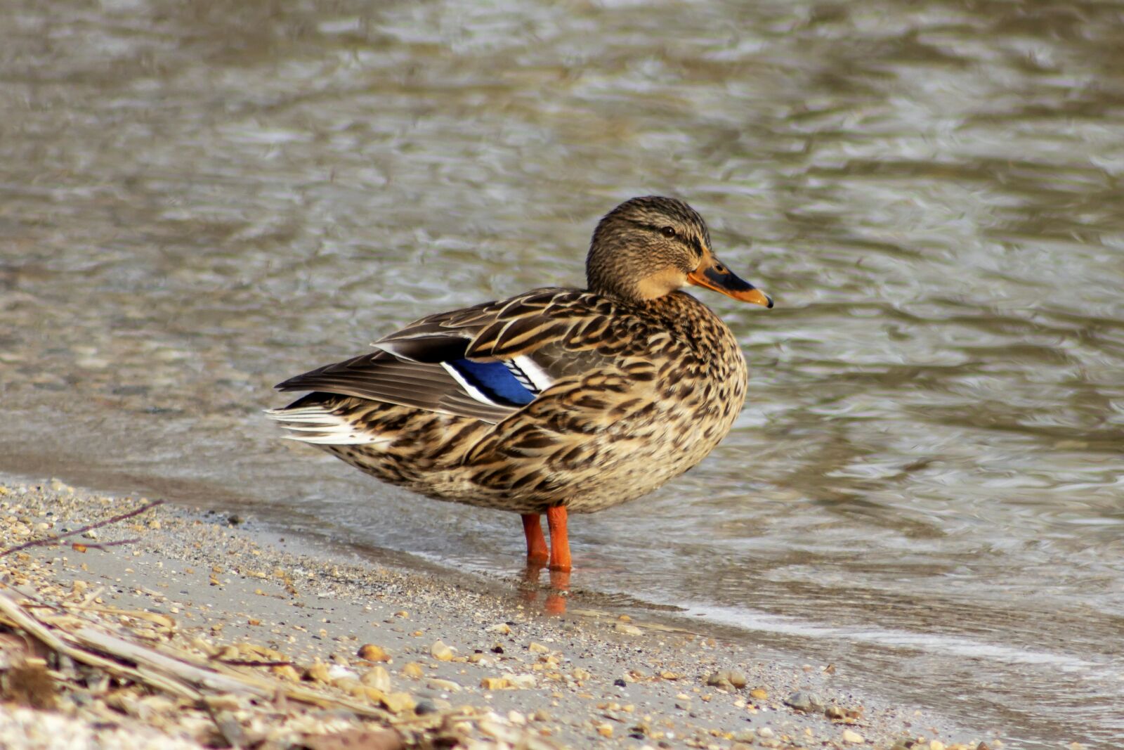 Canon EF75-300mm f/4-5.6 sample photo. Mallard duck, teal, duck photography