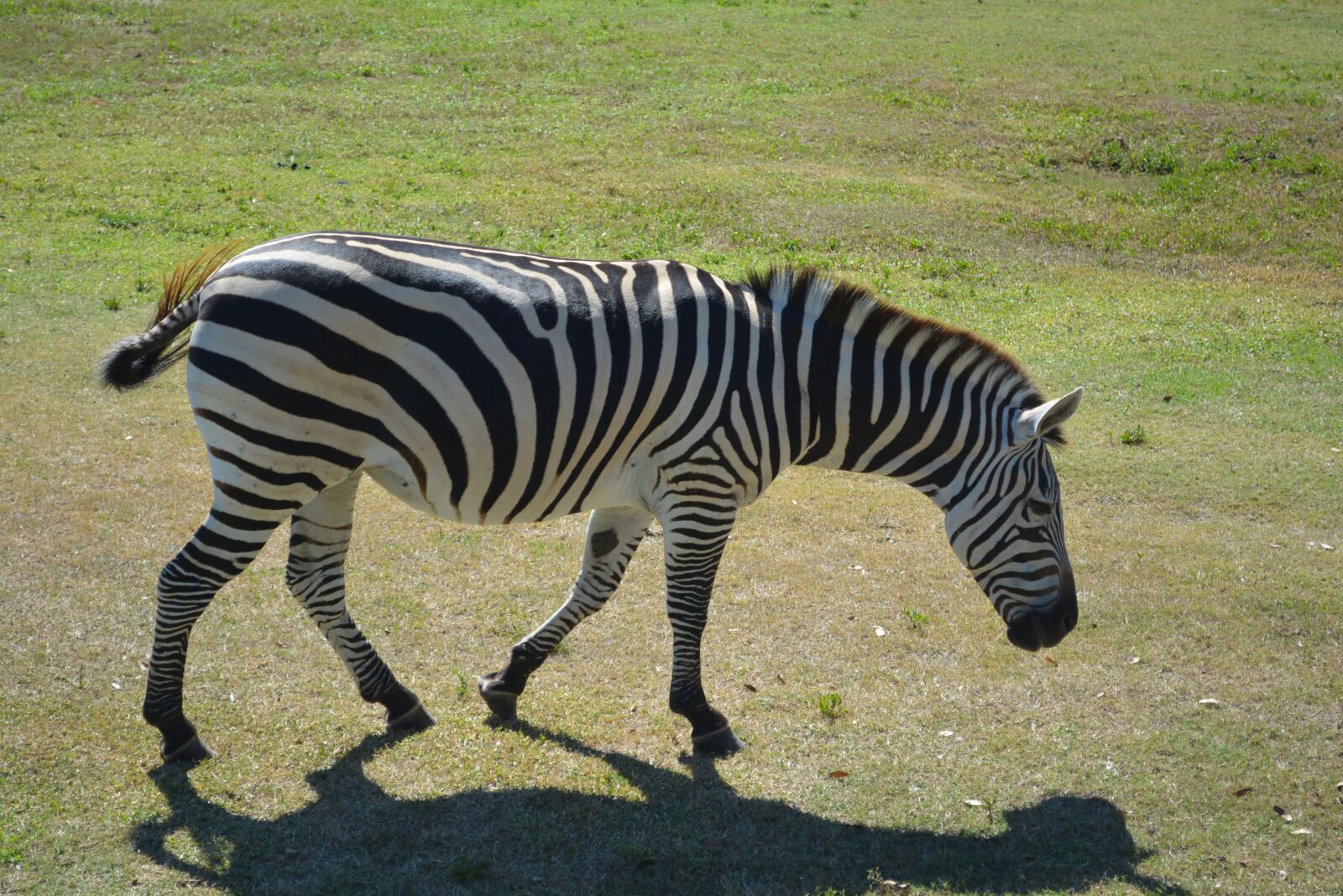Nikon D5200 sample photo. Zebra, park, zoo photography