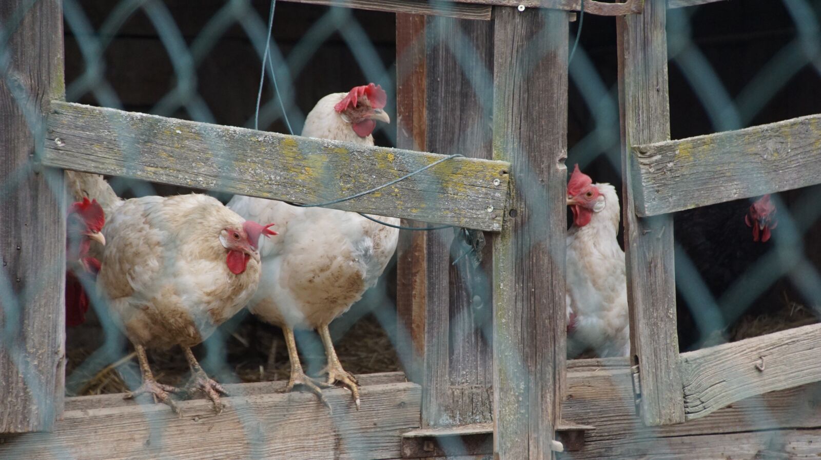Sony ILCA-77M2 + DT 18-270mm F3.5-6.3 SSM sample photo. Chickens, stall, farm photography