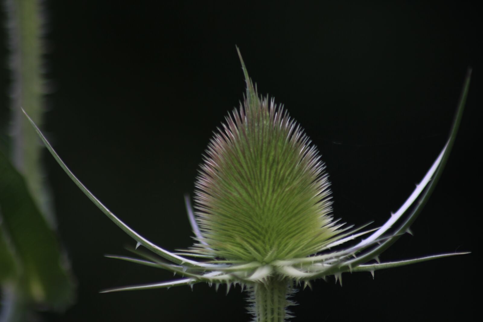 Canon EOS 600D (Rebel EOS T3i / EOS Kiss X5) sample photo. Thistle, wild teasel, dipsacas photography