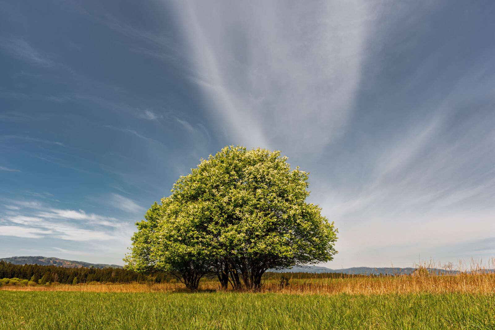 Nikon D750 sample photo. Country, meadow, nature photography