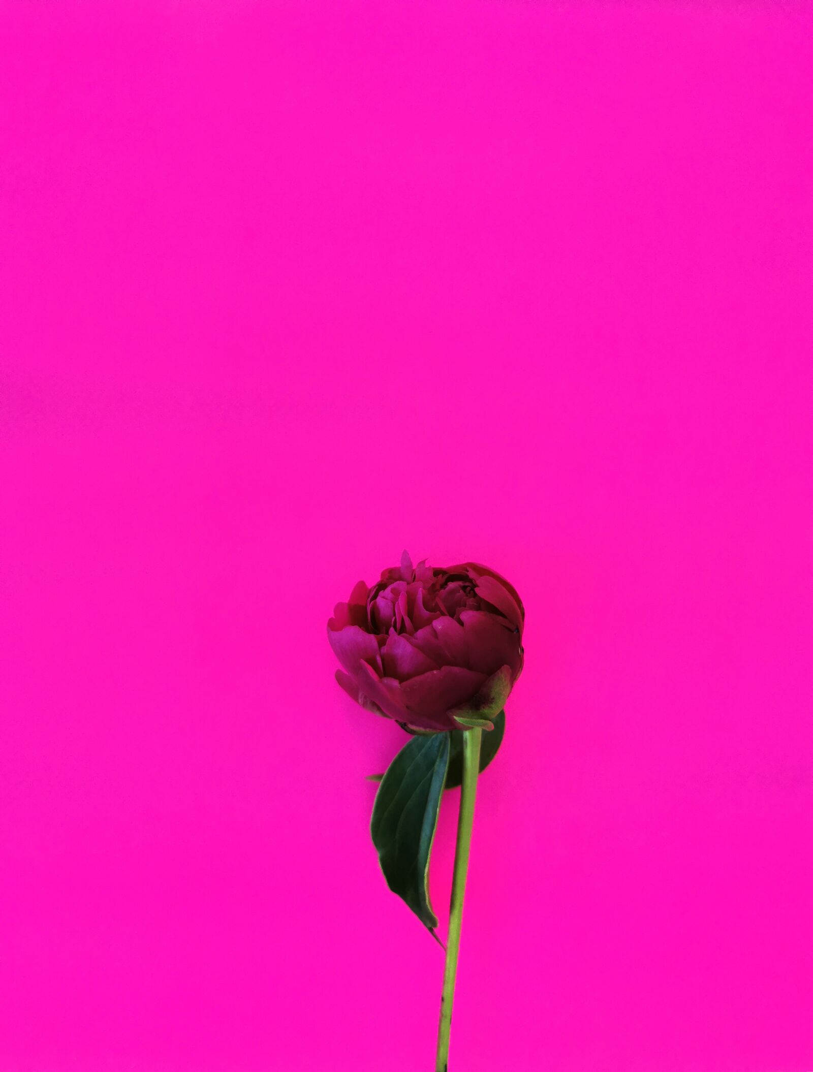HUAWEI P30 Pro sample photo. Flowers, pink, petals photography