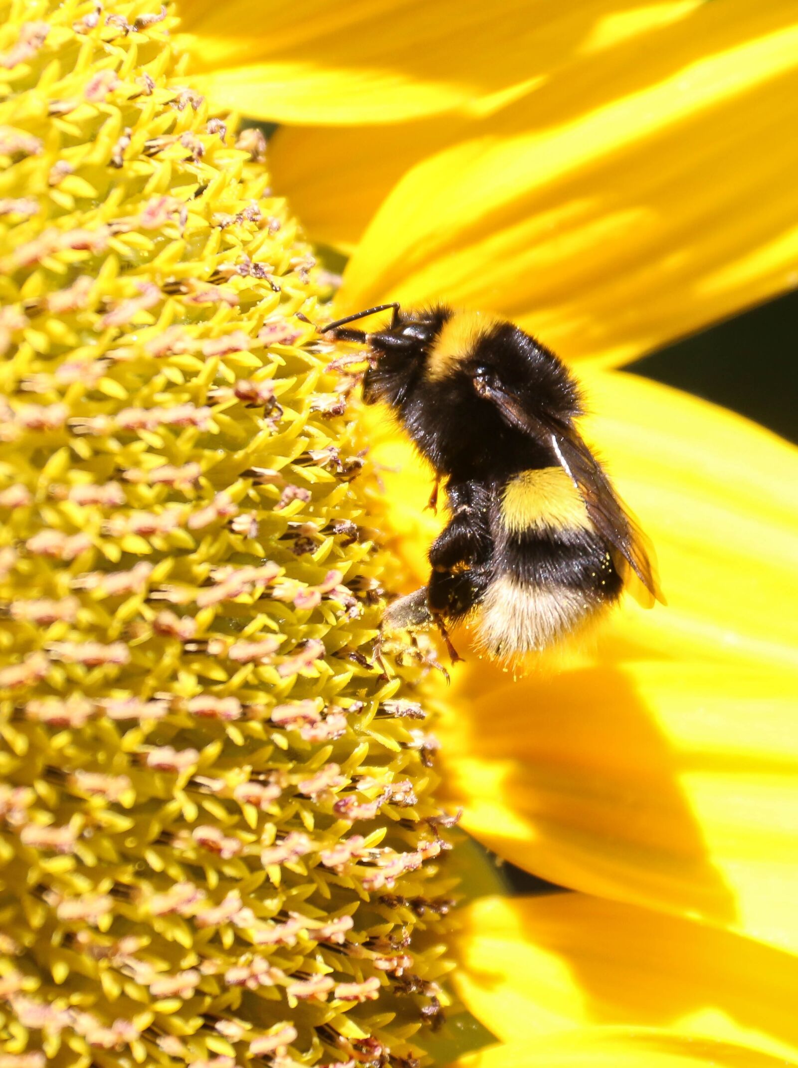 Canon EOS 70D sample photo. Bourdon, yellow, sunflower photography