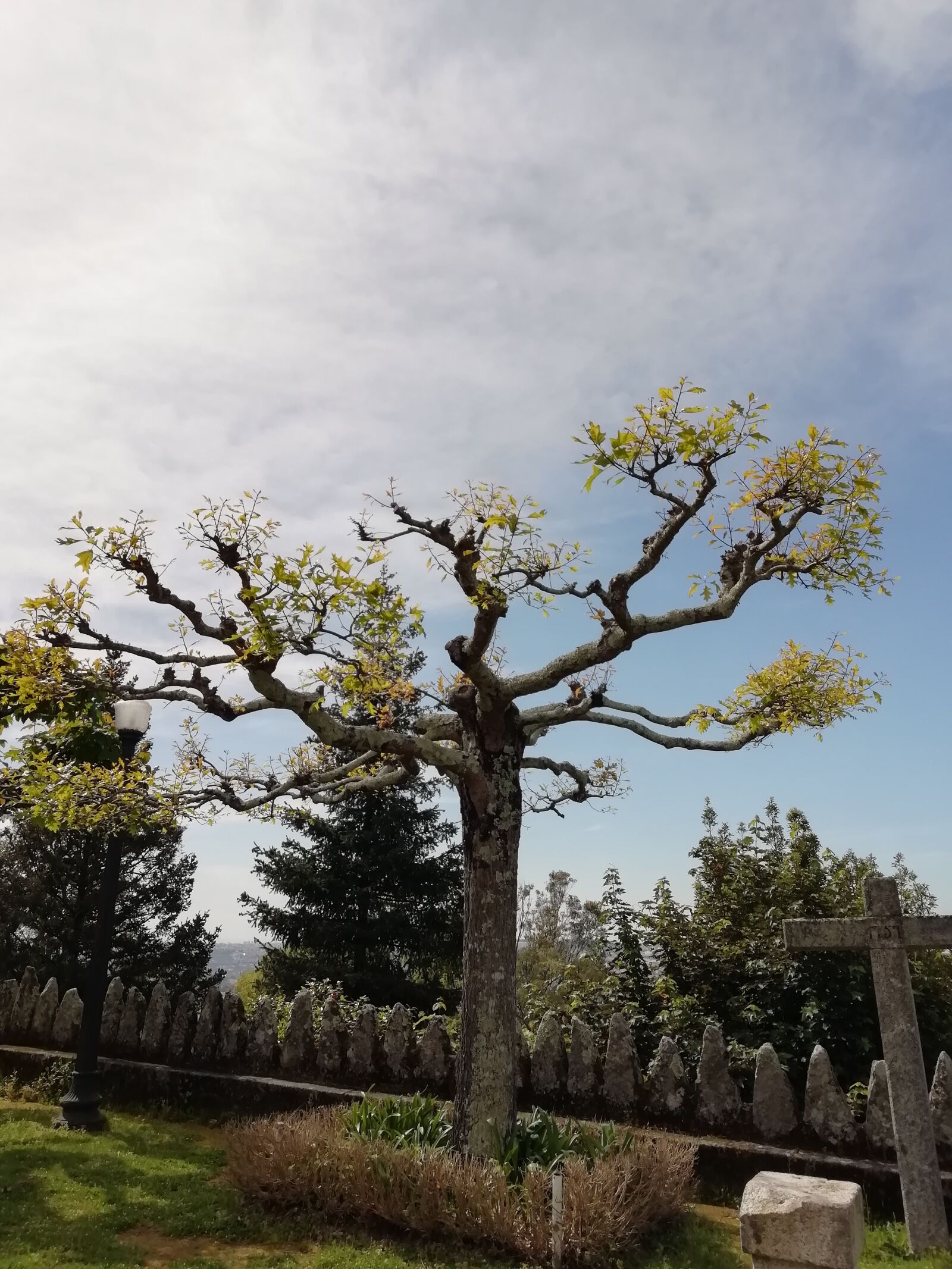 HUAWEI FIG-LX1 sample photo. Tree, mountain, hill photography