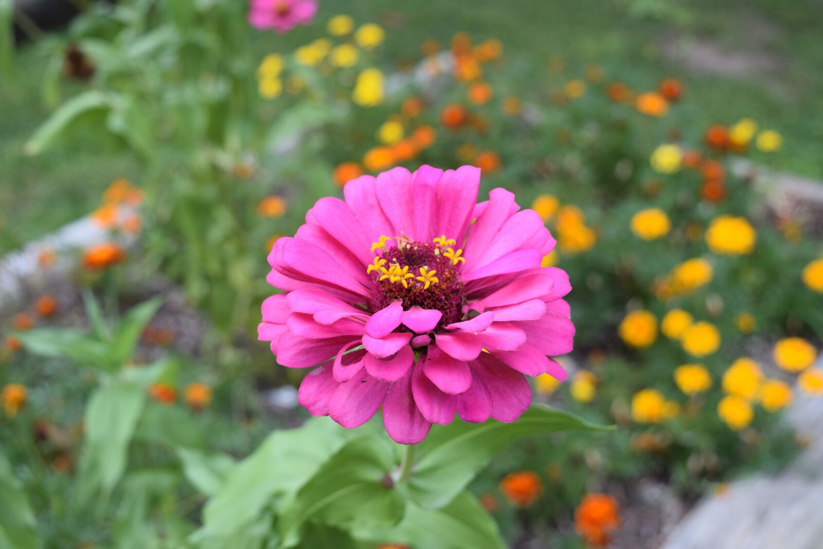 Nikon D3300 sample photo. Flower, summer, garden photography