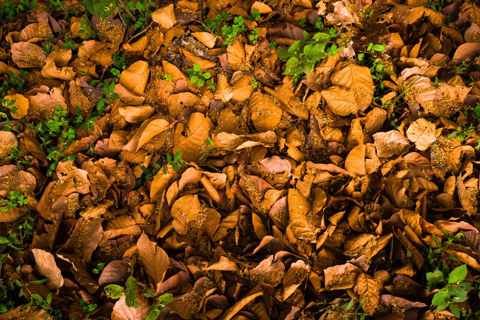 Canon EOS M50 (EOS Kiss M) sample photo. Autumn, fall, dry photography