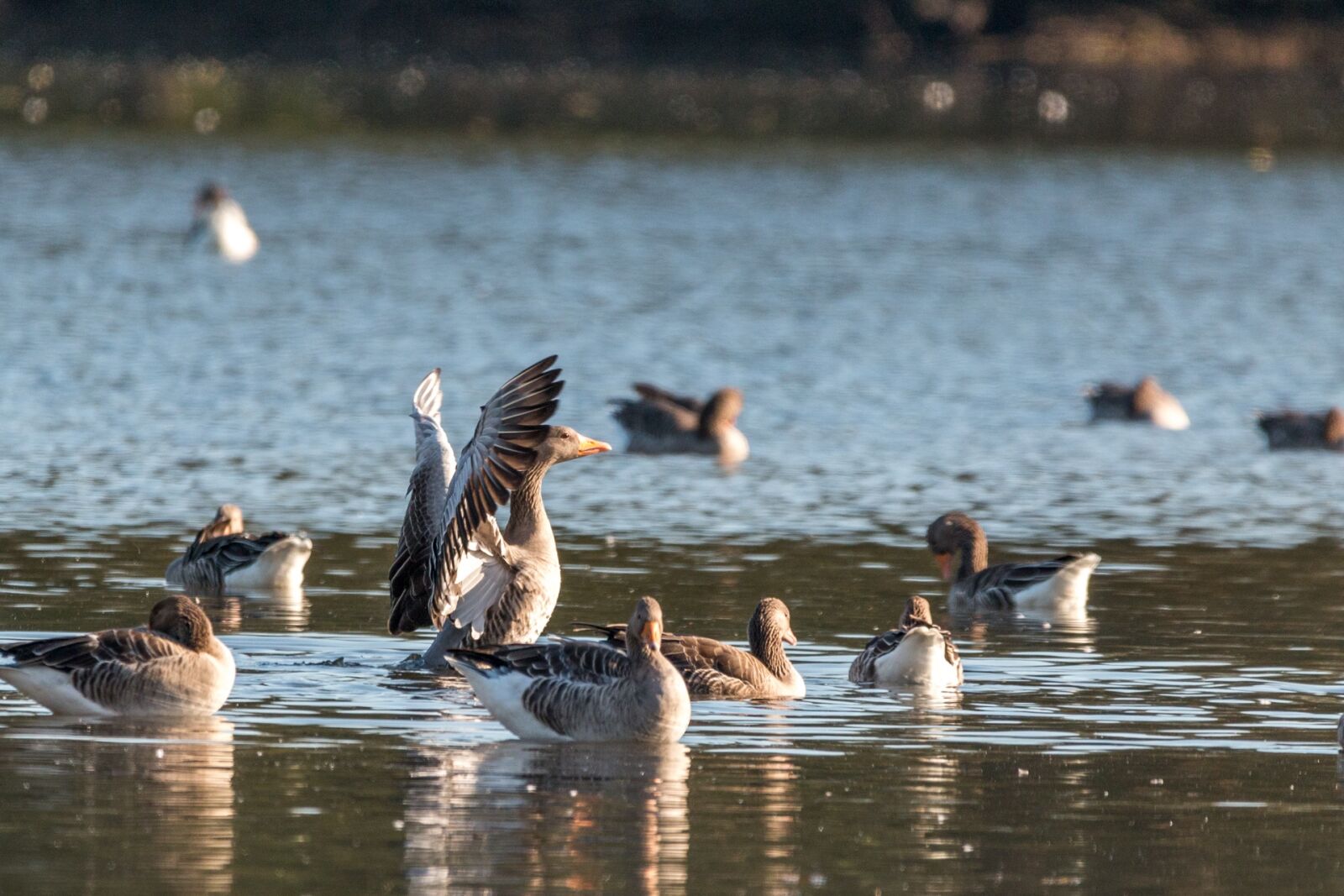 150-600mm F5-6.3 DG OS HSM | Contemporary 015 sample photo. Canada goose, goose, geese photography