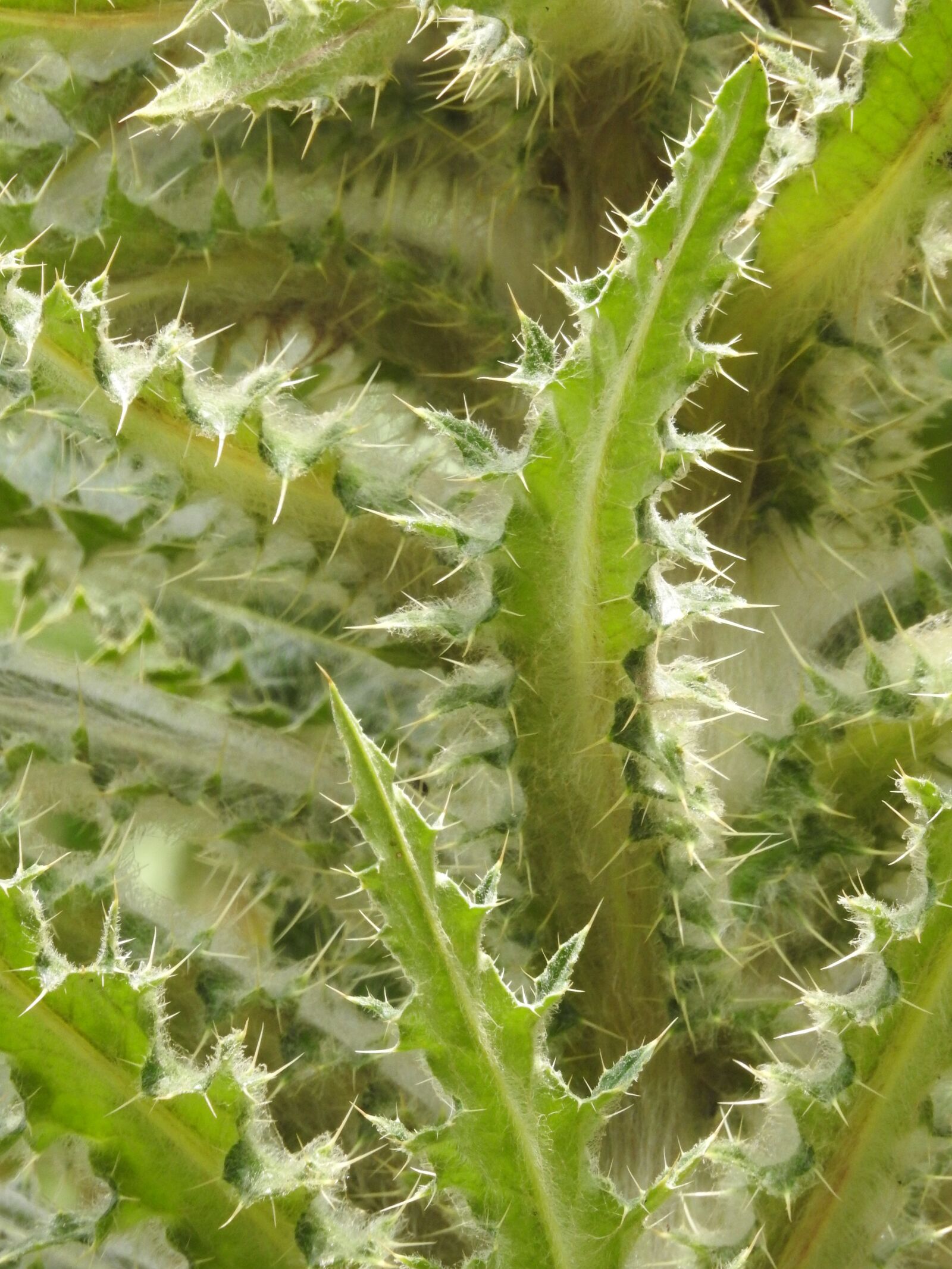 Nikon Coolpix P900 sample photo. Thorns, green, plant photography