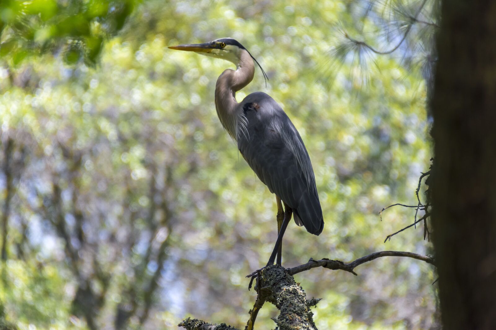 Nikon D7200 sample photo. Bird, blue heron, wildlife photography