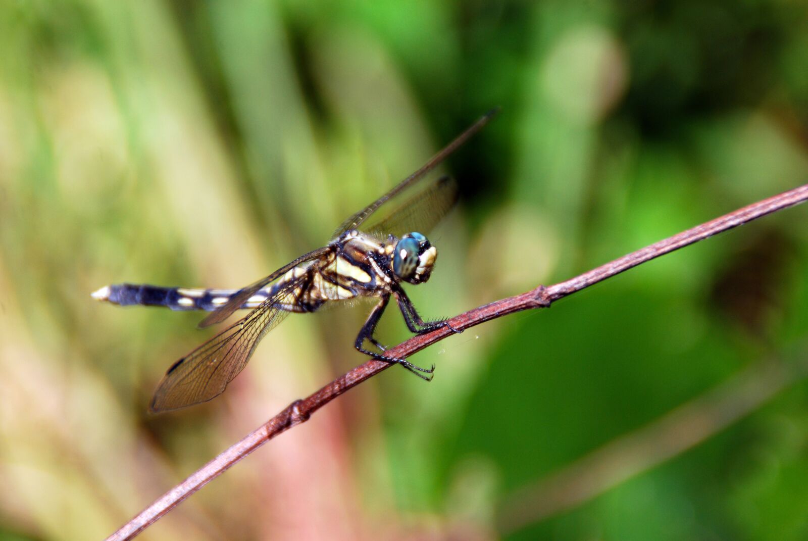 Nikon D40X sample photo. Dragonfly, bug, insect photography