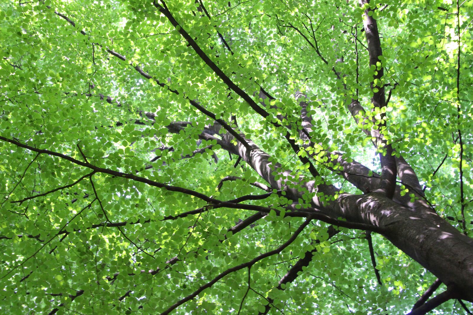 Canon EF-S 18-55mm F3.5-5.6 II sample photo. Tree, green, nat photography