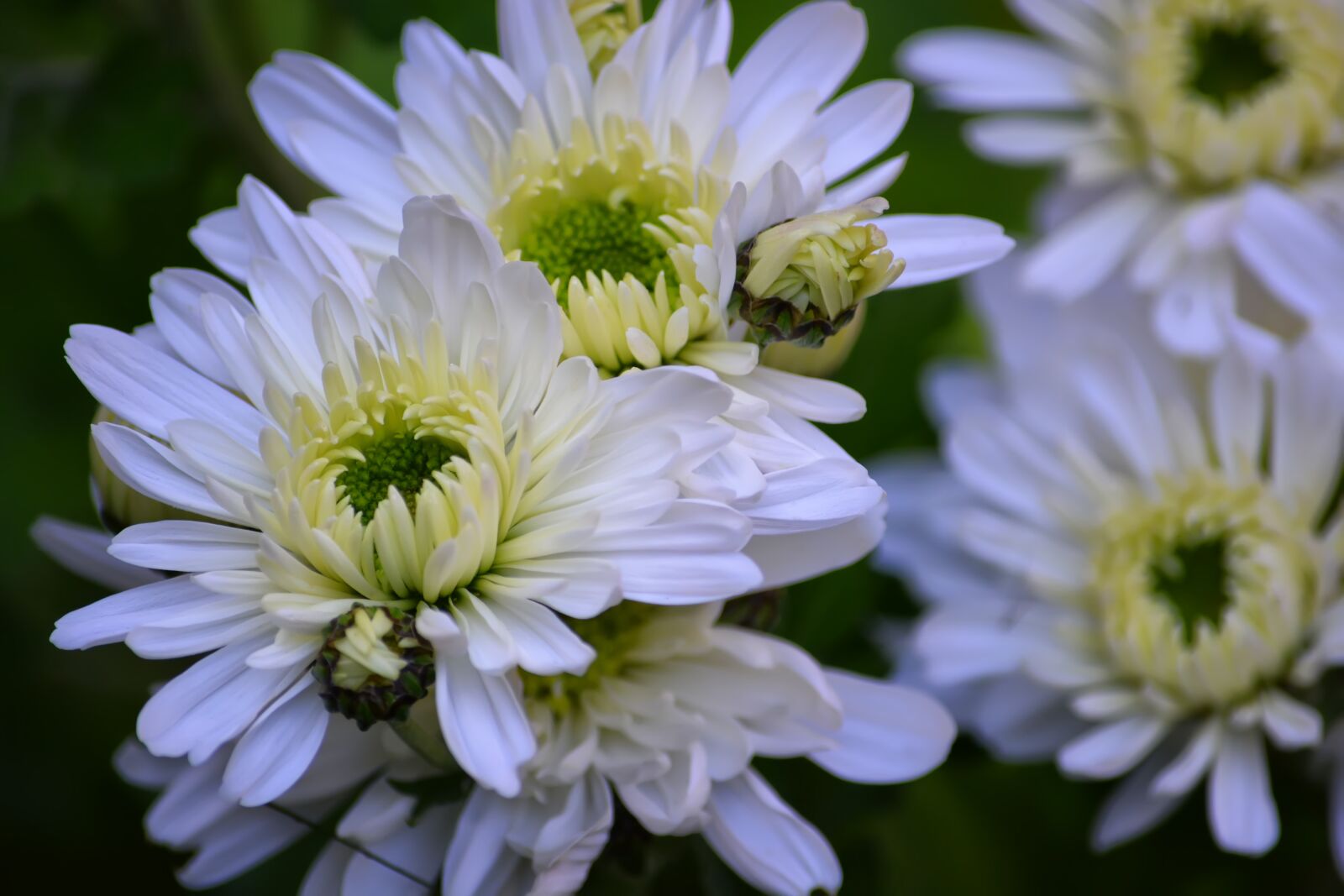 Nikon D5200 sample photo. Chrysanthemum, bud, flower photography