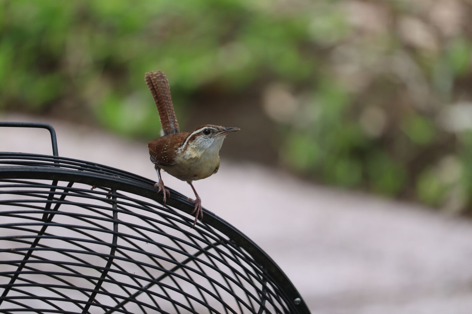 Canon EOS 800D (EOS Rebel T7i / EOS Kiss X9i) + Canon EF-S 55-250mm F4-5.6 IS STM sample photo. Carolina wren, closeup, cute photography