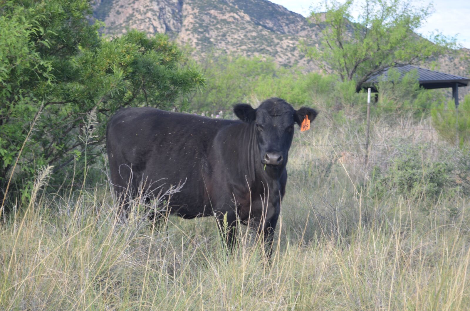 Nikon D5100 sample photo. Cow, eating, mountains photography