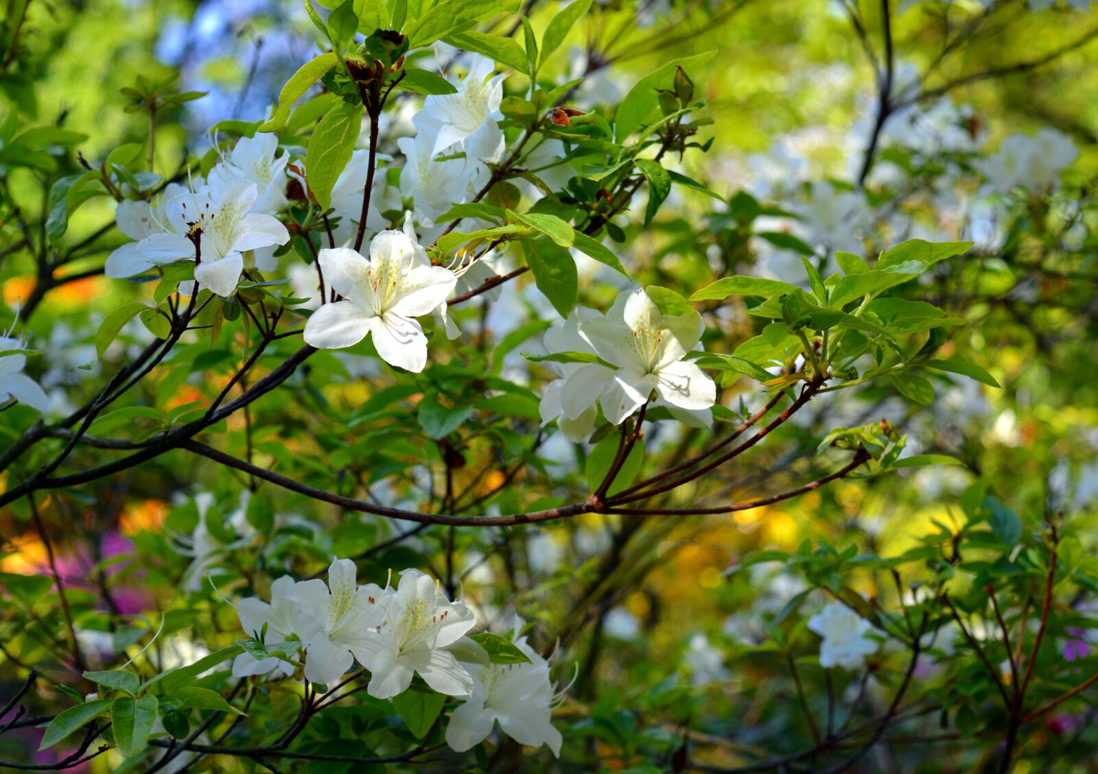 Nikon D3200 sample photo. Azalea, rhododendron, flowers photography