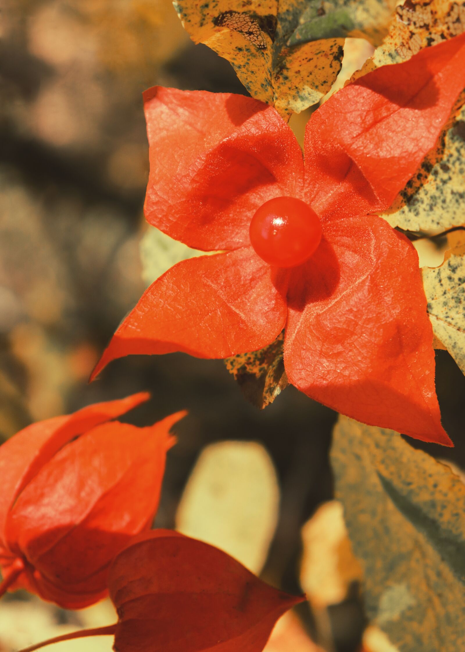 Canon EOS 200D (EOS Rebel SL2 / EOS Kiss X9) sample photo. Physalis, flower berry, red photography