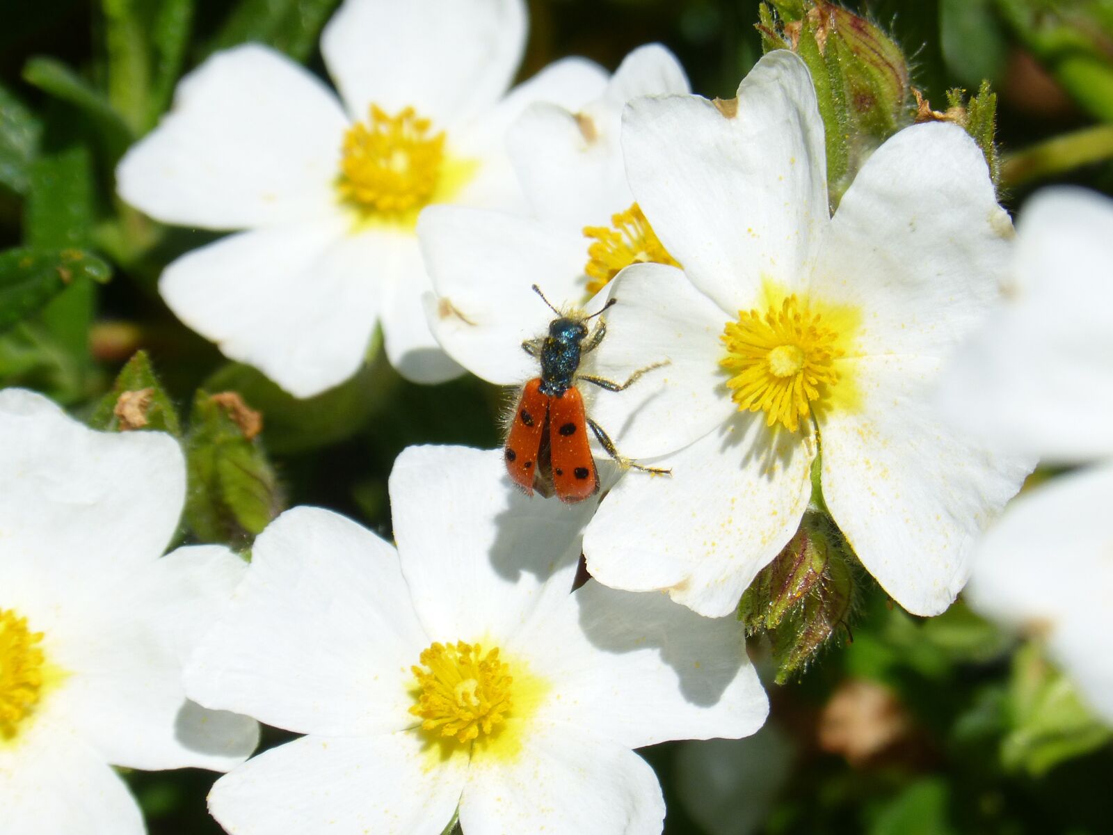 Panasonic DMC-FZ62 sample photo. Flowers, white steppe, beetle photography
