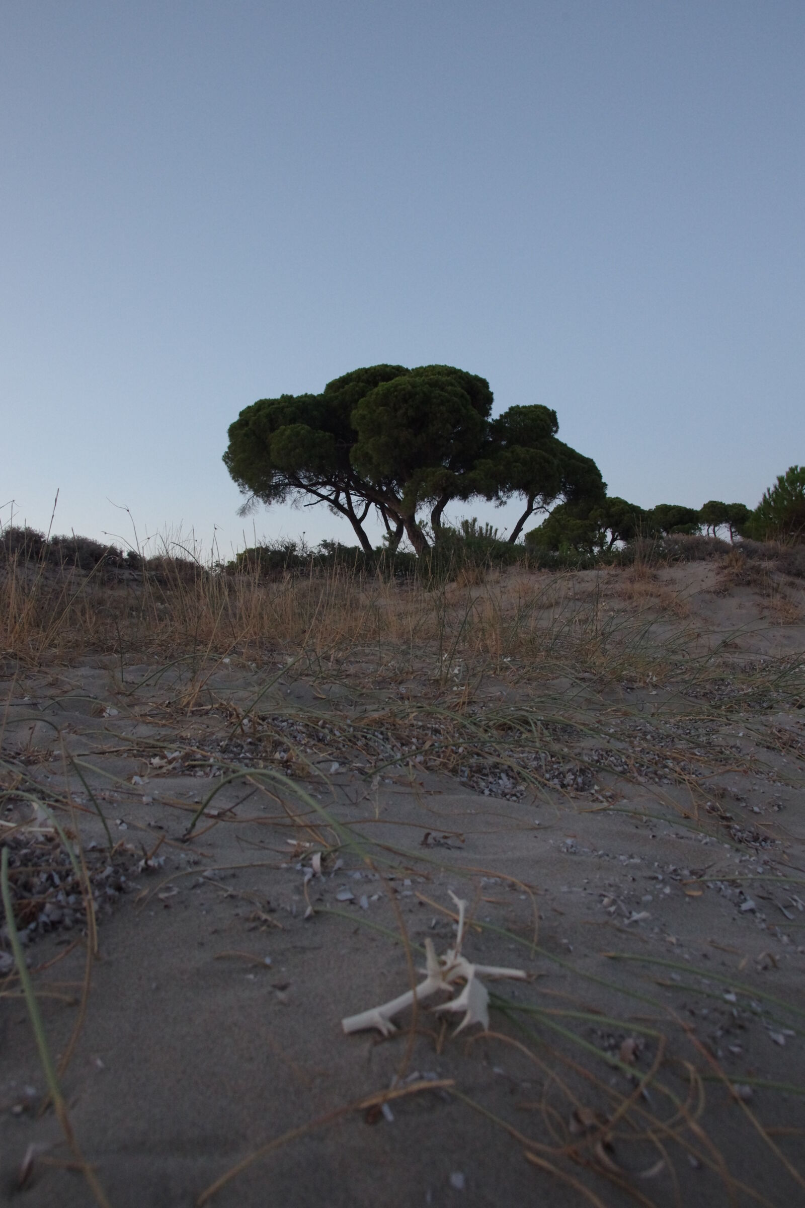 Pentax K-5 sample photo. Beach forest. photography