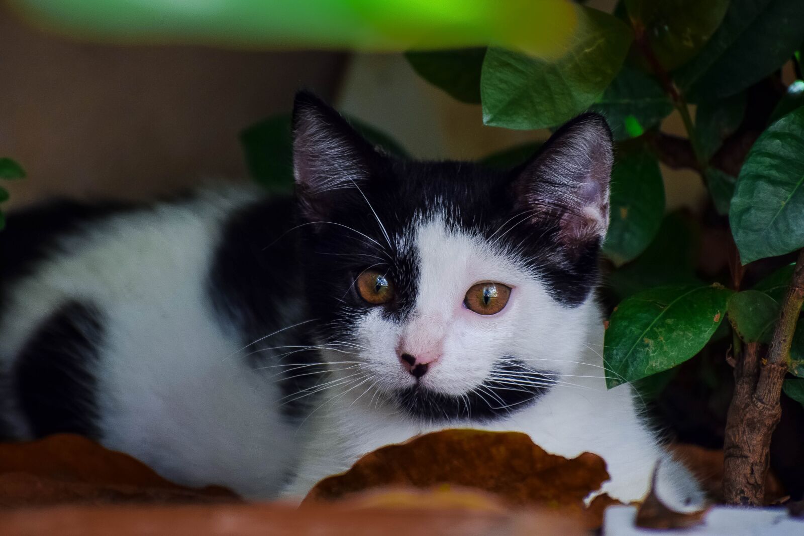 Nikon D5300 sample photo. Cat, pet, feline photography